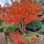 A tree with brilliant red and orange leaves in a garden