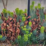 Bright and Healthy Australian plants in a garden